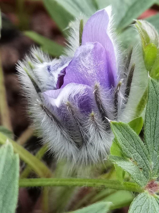 Pulsatilla patens photo